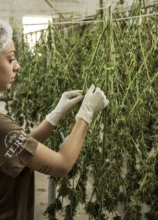 In the modern cannabis landscape, not all seeds are created equal. As home cultivation and boutique growing take off across the U.S., seasoned growers and newcomers alike are seeking genetics that balance potency, resilience, and yield. Among the most trusted names in cannabis seed innovation, Blimburn has carved out a reputation for reliability and quality over two decades. With a catalog that spans hundreds of strains and a focus on high-THC and autoflowering varieties, the brand embodies the modern grower’s desire to work smarter, not harder.