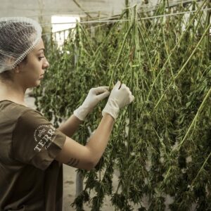 In the modern cannabis landscape, not all seeds are created equal. As home cultivation and boutique growing take off across the U.S., seasoned growers and newcomers alike are seeking genetics that balance potency, resilience, and yield. Among the most trusted names in cannabis seed innovation, Blimburn has carved out a reputation for reliability and quality over two decades. With a catalog that spans hundreds of strains and a focus on high-THC and autoflowering varieties, the brand embodies the modern grower’s desire to work smarter, not harder.