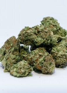 In the world of cannabis cultivation, trust is everything. Growers, whether home-based hobbyists or large-scale professionals, depend on one thing above all—genetics that deliver. Blimburn Seeds has spent more than two decades building a reputation for quality, reliability, and integrity. The brand’s approach goes beyond selling cannabis seeds; it’s about creating a global community of growers who value premium genetics, transparent sourcing, and consistent results.